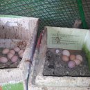 달구지사랑 이미지