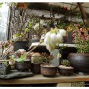 봄마중(2월에는) 이미지