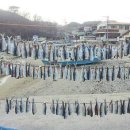 영덕청어과메기영어조합 이미지