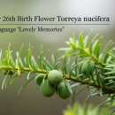 천년비자 이미지