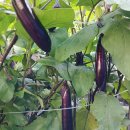 열 내려주고, 심신을 안정시켜주는 ‘보랏빛 영양제’ 이미지