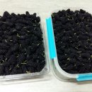 자라진천 이미지