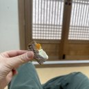 콩이네 행복점 | [퇴사 후 템플스테이 후기] 나 채식 잘맞네~?! 구례 맛집 연곡사 한달살이 공양 메뉴!! 그리고 희노트의...