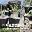 비자르플랫폼 | 용산 삼각지 가볼만한 곳 식물가게 비자르플랫폼, 식집사 필수코스!