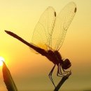 고추잠자리 이미지