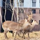 사슴은꽃이었다