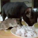 네로는 검은고양이 이미지