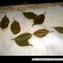 라일락잎 하얗게 만들기. 이미지