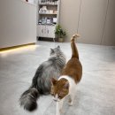 바하 고양이 병원 이미지