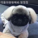 야옹아 멍멍해봐 탕정점 이미지