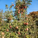 재수농장 이미지