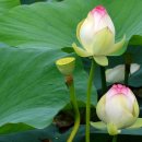 신평저수지 이미지