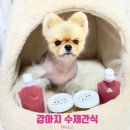 강아지수제간식 추천💛 유니노스 가벼운 멍한끼 &amp; 레드베베퓨레 후기✨