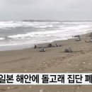 쓰나미 시선뉴스