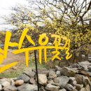 산수유 연인의길 이미지