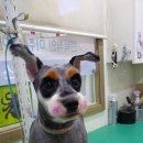 피닉스애견미용 이미지