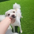 나와놀개 네이버블로그