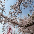 월미은하레일역 옆 | 월미도 벚꽃 실시간 현황｜지금 만개! 월미공원·월미산 절정 후기 (주차 꿀팁까지)