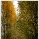 미루나무 이미지