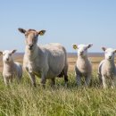 누룽달누룽지삼계탕 이미지