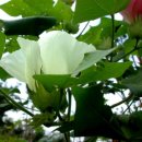 이가이불 이미지