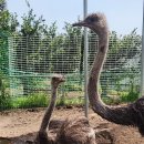 타조사육장 이미지