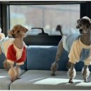 보담동물의료센터 이미지