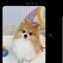 르블랑펫살롱 이미지
