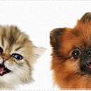 멍샵 강아지분양 인천본점 이미지