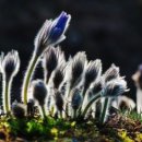 싸이버공원 네이버블로그