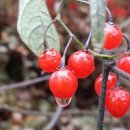 스님+며느리(2) 이미지