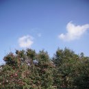 함덕힐 | 제주 동백꽃 명소 탐방기: 동백 포레스트 & 카멜리아힐 후기 개화현황