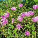 제주 올레길 19코스 이미지