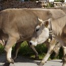 강화축산 이미지