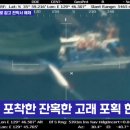 [<b>JTBC뉴스</b>] 작살로 불법 고래 사냥…어선 위 혈흔 DNA에...