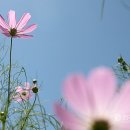 처서 이미지