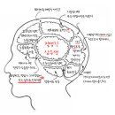 그렇다면06의뇌구조는? + 지역광고 나갑니다 이미지