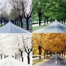 청주가로수길 이미지