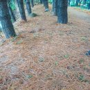 솔잎향기 이미지