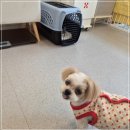 애견미용실 | 광주 화정동 사랑이 단골 애견미용실 ‘몽몽솔솔’ 미용 후기