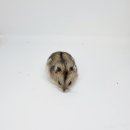 헬로 리틀 애니멀 이미지