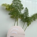 [체험후기] 미다 라이스 크림