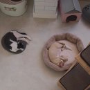 잔다냥 강동점 이미지