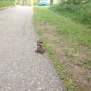 석촌냉면 이미지