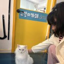 (유)큐리더 | 익산 대형 고양이 카페 🐾 60마리 고양이와 힐링 데이트 가능한 아이캣유 방문 후기