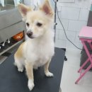 개멋지냥 이미지