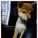 세븐일레븐 강서화곡예스점 이미지
