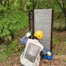 해안동 왕벚나무 이미지