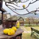 경주통나무 | 강아지와 함께한 경주여행｜경주통나무펜션 경주애견독채펜션 경주독채가족펜션