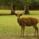 사슴은 꽃이었다 이미지